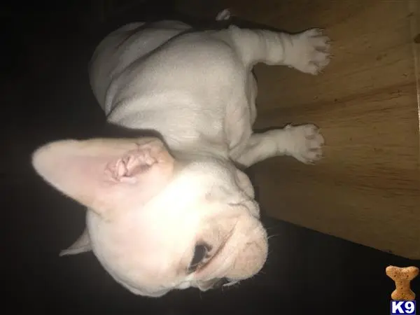 French Bulldog puppy for sale